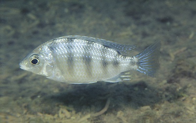 Protomelas sp. 'steveni taiwan' Higga Reef